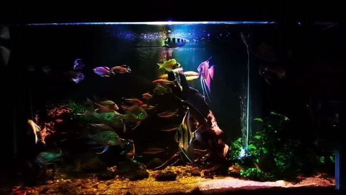 圓形魚缸怎么做過濾器(圓形魚缸用什么過濾器最干凈)