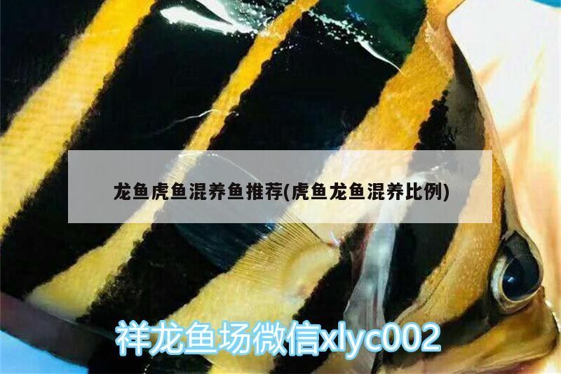 鸚鵡魚 龍魚虎魚混養魚推薦(虎魚龍魚混養比例) 虎魚百科 龍魚虎魚混養魚推薦(虎魚龍魚混養比例) 龍魚虎魚混養魚推薦(虎魚龍魚混養比例) 虎魚百科