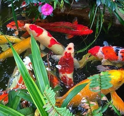 冬天錦鯉魚缸換水的正確方法：冬天給錦鯉魚缸換水需要考慮到水溫和水溫和水質(zhì)管理