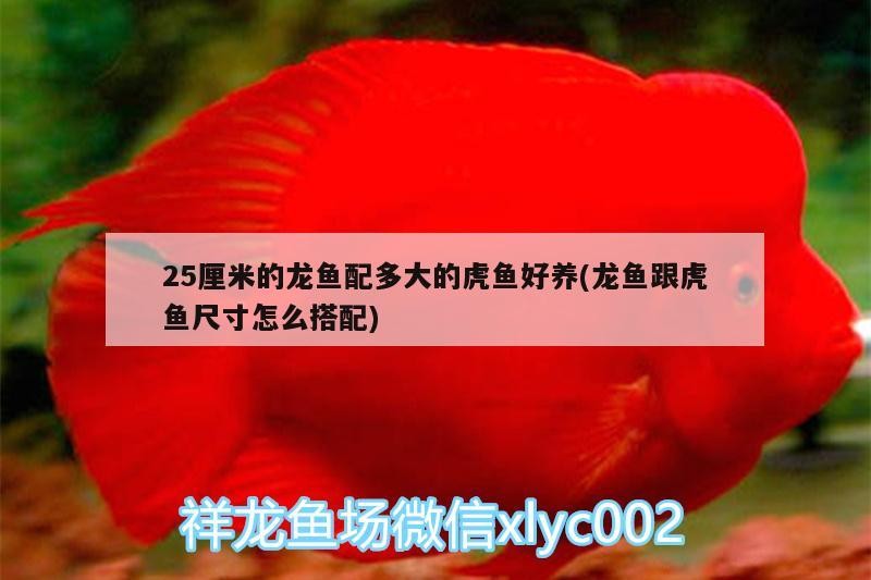25厘米的龍魚配多大的虎魚好養(龍魚跟虎魚尺寸怎么搭配)
