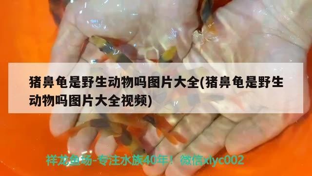 豬鼻龜是野生動物嗎圖片大全(豬鼻龜是野生動物嗎圖片大全視頻)