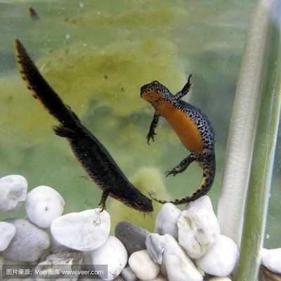 觀賞魚繁殖技巧:虎斑魚吃魚的具體視頻內(nèi)容及繁殖技巧 虎魚百科 第1張 觀賞魚繁殖技巧:虎斑魚吃魚的具體視頻內(nèi)容及繁殖技巧 觀賞魚繁殖技巧:虎斑魚吃魚的具體視頻內(nèi)容及繁殖技巧 虎魚百科 第1張