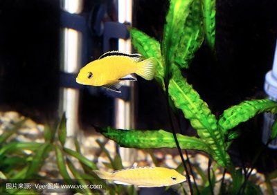 觀賞魚繁殖技巧：虎斑魚吃魚的具體視頻內(nèi)容及繁殖技巧 觀賞魚繁殖技巧：虎斑魚吃魚的具體視頻內(nèi)容及繁殖技巧 虎魚百科 第2張