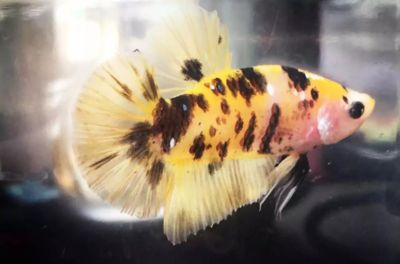 觀賞魚繁殖技巧:虎斑魚吃魚的具體視頻內(nèi)容及繁殖技巧 虎魚百科 第3張 觀賞魚繁殖技巧:虎斑魚吃魚的具體視頻內(nèi)容及繁殖技巧 觀賞魚繁殖技巧:虎斑魚吃魚的具體視頻內(nèi)容及繁殖技巧 虎魚百科 第3張