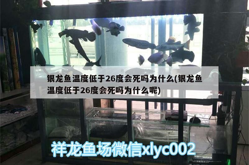 給大魚缸換水的作文:體驗給大魚缸換水的樂趣:體驗給大魚缸換水:給大魚缸換水的作文 銀龍魚溫度低于26度會死嗎為什么(銀龍魚溫度低于26度會死嗎為什么呢) 銀龍魚百科 銀龍魚溫度低于26度會死嗎為什么(銀龍魚溫度低于26度會死嗎為什么呢) 銀龍魚溫度低于26度會死嗎為什么(銀龍魚溫度低于26度會死嗎為什么呢) 銀龍魚百科