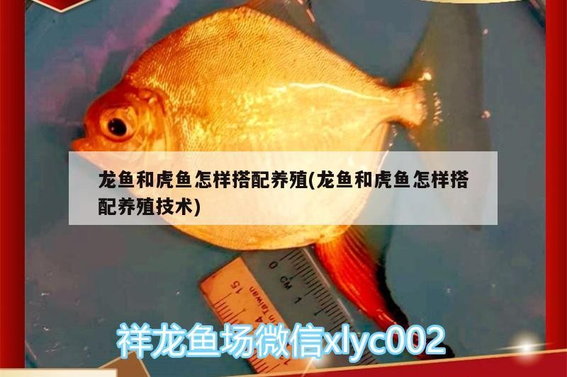 龍魚和虎魚怎樣搭配養(yǎng)殖(龍魚和虎魚怎樣搭配養(yǎng)殖技術(shù))
