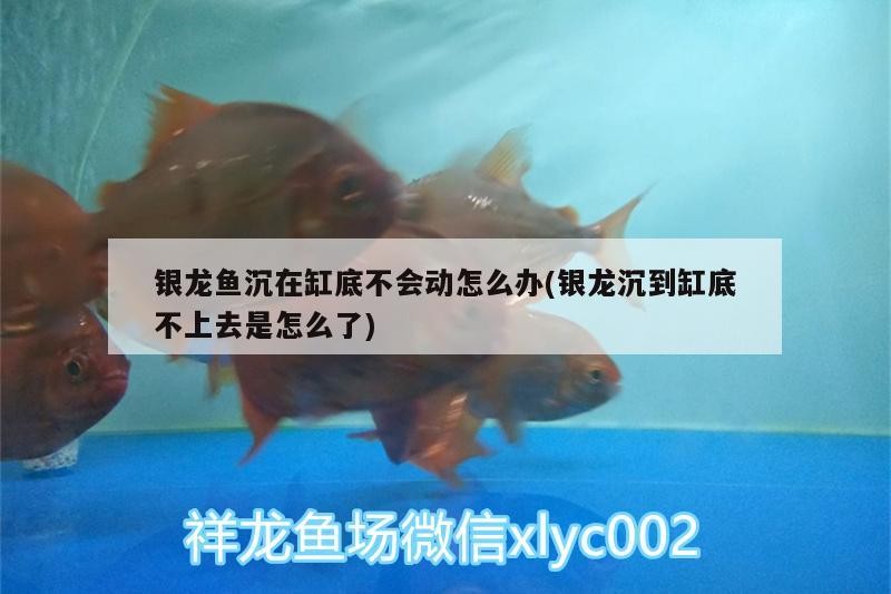 我的虎魚真菌感染了要怎么處理 銀龍魚沉在缸底不會動怎么辦(銀龍沉到缸底不上去是怎么了) 銀龍魚百科 銀龍魚沉在缸底不會動怎么辦(銀龍沉到缸底不上去是怎么了) 銀龍魚沉在缸底不會動怎么辦(銀龍沉到缸底不上去是怎么了) 銀龍魚百科