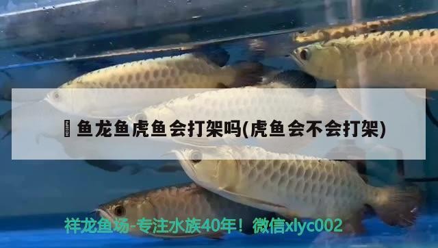 魟魚龍魚虎魚會打架嗎(虎魚會不會打架)