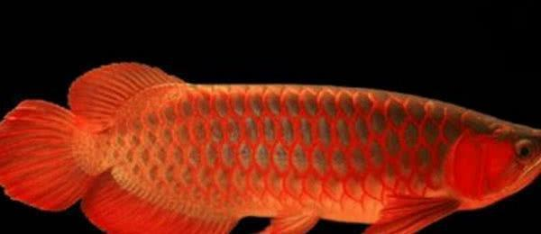 保山紅龍魚價格2688貴嗎？