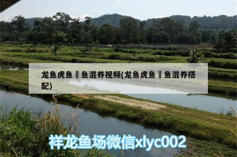 觀賞魚(yú) 龍魚(yú)虎魚(yú)魟魚(yú)混養(yǎng)視頻(龍魚(yú)虎魚(yú)魟魚(yú)混養(yǎng)搭配) 虎魚(yú)百科 龍魚(yú)虎魚(yú)魟魚(yú)混養(yǎng)視頻(龍魚(yú)虎魚(yú)魟魚(yú)混養(yǎng)搭配) 龍魚(yú)虎魚(yú)魟魚(yú)混養(yǎng)視頻(龍魚(yú)虎魚(yú)魟魚(yú)混養(yǎng)搭配) 虎魚(yú)百科