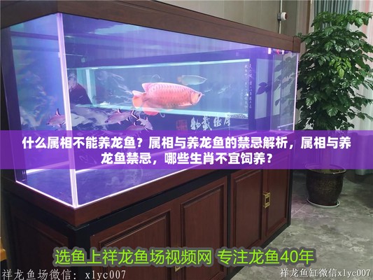 龍魚最忌三種屬相