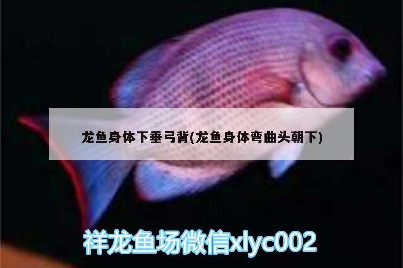 龍魚身體下垂弓背(龍魚身體彎曲頭朝下) 虎魚百科 第1張 龍魚身體下垂弓背(龍魚身體彎曲頭朝下) 龍魚身體下垂弓背(龍魚身體彎曲頭朝下) 虎魚百科 第1張