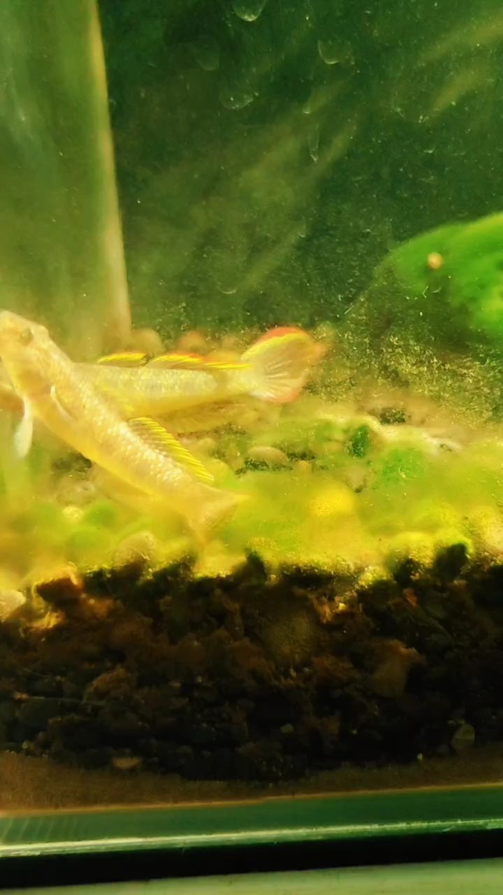 周五魚快