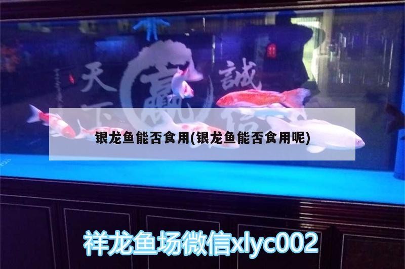 銀龍魚能否食用(銀龍魚能否食用呢) 銀龍魚能否食用(銀龍魚能否食用呢) 銀龍魚百科