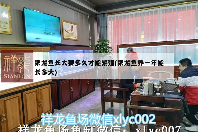 銀龍魚長大要多久才能繁殖(銀龍魚養一年能長多大)