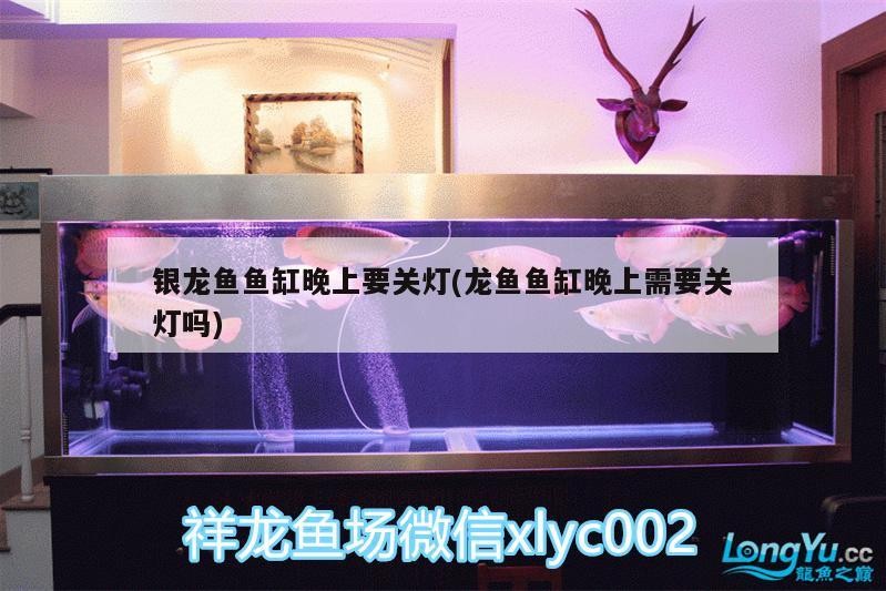 銀龍魚魚缸晚上要關燈(龍魚魚缸晚上需要關燈嗎)