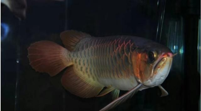壽命最長的十種觀賞魚，十種壽命最長的觀賞魚