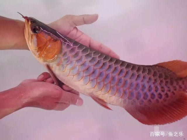 紅龍腮部發色,能保證顏色嗎