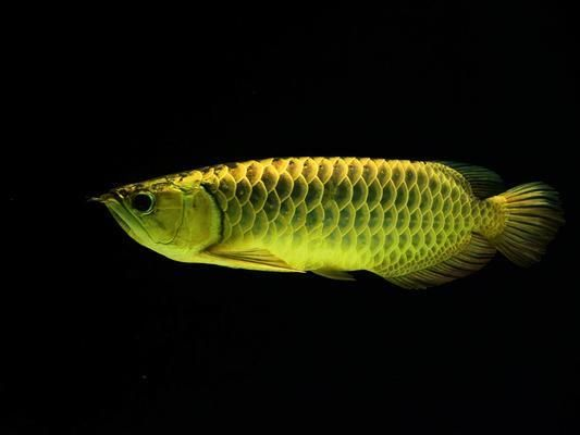 龍魚(yú)大病初愈怎樣喂食