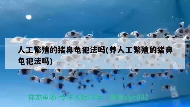 人工繁殖的豬鼻龜犯法嗎(養人工繁殖的豬鼻龜犯法嗎)