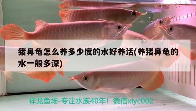 豬鼻龜怎么養多少度的水好養活(養豬鼻龜的水一般多深)