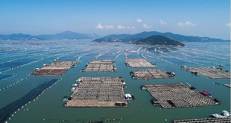 寧德龍魚vs祥龍魚場（全球首個獲得國際龍魚繁殖證書的魚場，寧德龍魚場可能是一個選項）