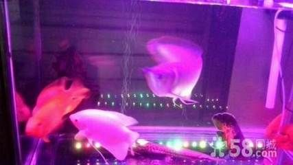 寧德龍魚vs祥龍魚場（全球首個獲得國際龍魚繁殖證書的魚場，寧德龍魚場可能是一個選項）