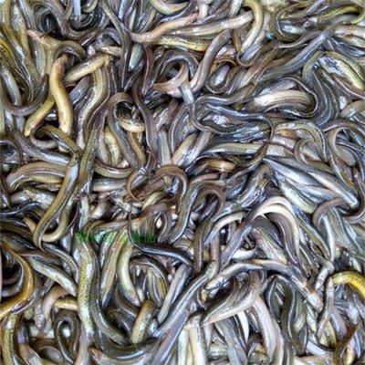 寧德龍魚vs祥龍魚場（全球首個獲得國際龍魚繁殖證書的魚場，寧德龍魚場可能是一個選項）