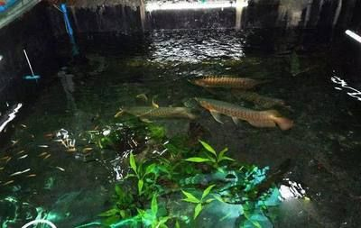 寧德龍魚vs祥龍魚場（全球首個獲得國際龍魚繁殖證書的魚場，寧德龍魚場可能是一個選項）