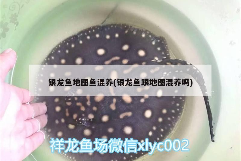 銀龍魚地圖魚混養(銀龍魚跟地圖混養嗎)