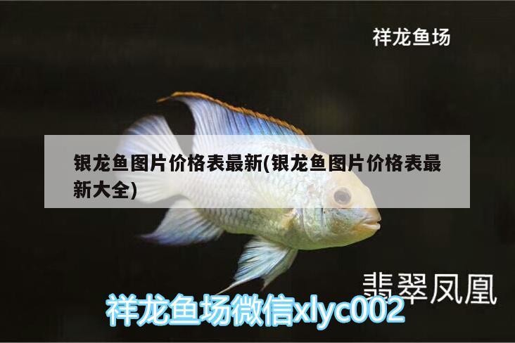 銀龍魚圖片價格表最新(銀龍魚圖片價格表最新大全)