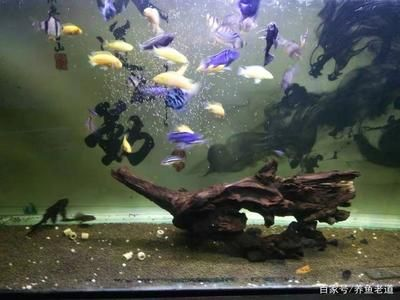 虎皮魚缸養殖水培植物的選擇與養護水培植物的選擇與養護：水培植物的選擇
