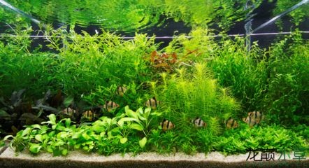 虎皮魚缸養殖水培植物的選擇與養護水培植物的選擇與養護：水培植物的選擇