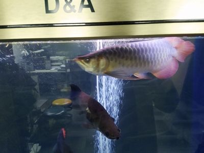紅龍魚疾病治療方案有哪些:紅龍魚常見疾病的治療方案 紅龍魚百科 第4張 紅龍魚疾病治療方案有哪些:紅龍魚常見疾病的治療方案 紅龍魚疾病治療方案有哪些:紅龍魚常見疾病的治療方案 紅龍魚百科 第4張