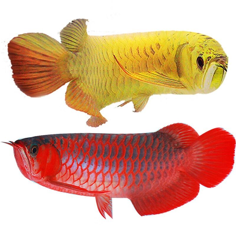 紅龍魚和藍龍魚哪個好養：如何挑選健康的紅龍魚