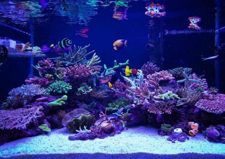 慈鯛魚魚缸造景方法視頻：三湖慈鯛魚缸造景