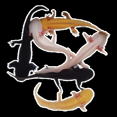 十大頂級龍魚排名