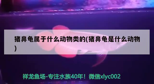豬鼻龜屬于什么動物類的(豬鼻龜是什么動物)