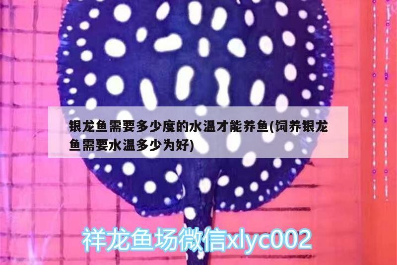 銀龍魚需要多少度的水溫才能養魚(飼養銀龍魚需要水溫多少為好) 銀龍魚需要多少度的水溫才能養魚(飼養銀龍魚需要水溫多少為好) 銀龍魚百科