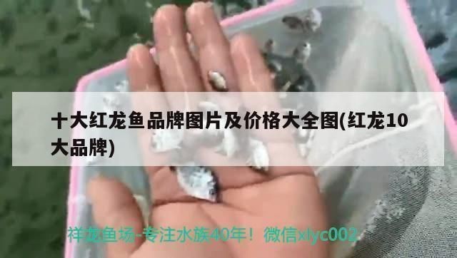 目前什么品牌的紅龍魚最好看：目前市場上一些最好的紅龍魚品牌