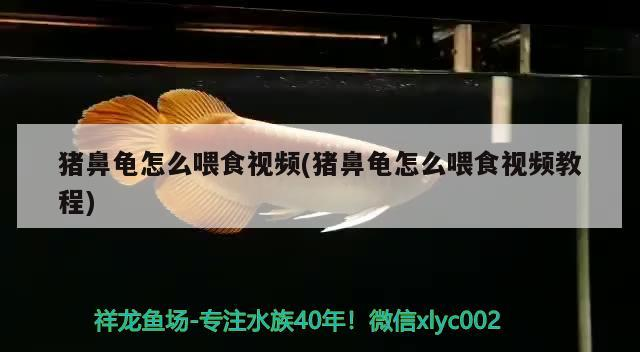 豬鼻龜怎么喂食視頻(豬鼻龜怎么喂食視頻教程) 豬鼻龜怎么喂食視頻(豬鼻龜怎么喂食視頻教程) 豬鼻龜百科