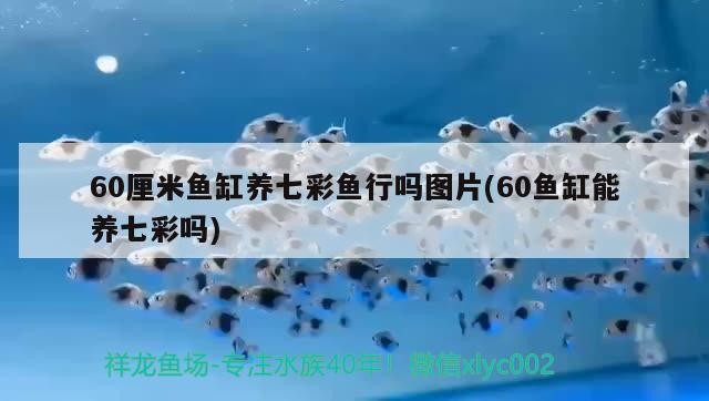 60厘米魚缸養七彩魚行嗎圖片(60魚缸能養七彩嗎)