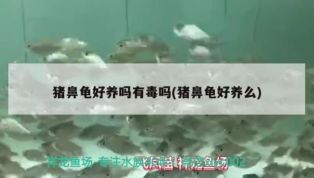 豬鼻龜好養嗎有毒嗎(豬鼻龜好養么)