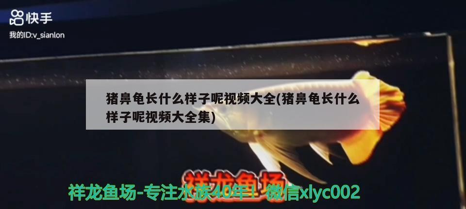 豬鼻龜長什么樣子呢視頻大全(豬鼻龜長什么樣子呢視頻大全集)