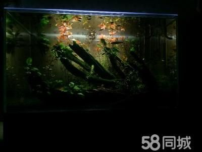 超白金晶魚缸價格：超白金晶魚缸價格因品牌、型號、尺寸等因素有所不同 超白金晶魚缸價格：超白金晶魚缸價格因品牌、型號、尺寸等因素有所不同 魚缸百科 第1張