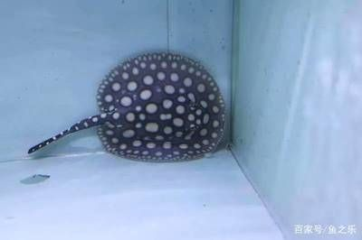 魟魚(yú)多大尺寸可以繁殖：關(guān)于魟魚(yú)多大尺寸可以繁殖的相關(guān)信息