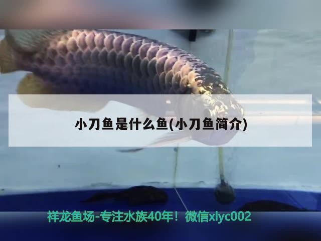 魚缸養(yǎng)烏魚需要打氧氣嗎多少錢一個(gè)，魚缸養(yǎng)烏魚要打氧氣嗎