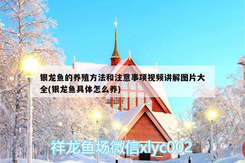 銀龍魚的養(yǎng)殖方法和注意事項(xiàng)視頻講解圖片大全(銀龍魚具體怎么養(yǎng)) 銀龍魚的養(yǎng)殖方法和注意事項(xiàng)視頻講解圖片大全(銀龍魚具體怎么養(yǎng)) 銀龍魚百科