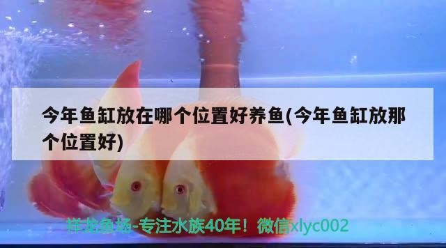 今年魚(yú)缸放在哪個(gè)位置好養(yǎng)魚(yú)(今年魚(yú)缸放那個(gè)位置好)