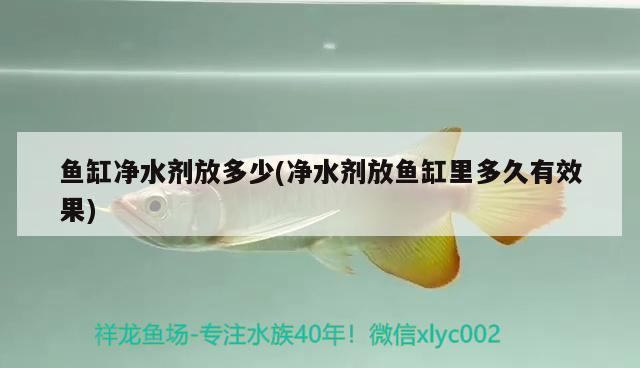 魚缸凈水劑放多少(凈水劑放魚缸里多久有效果) 魚缸凈水劑放多少(凈水劑放魚缸里多久有效果) 魟魚百科